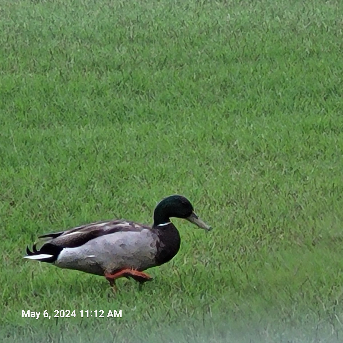 Canard colvert - ML618558313