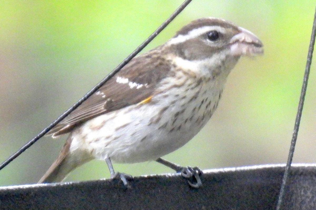 Rose-breasted Grosbeak - Eric Monaghen