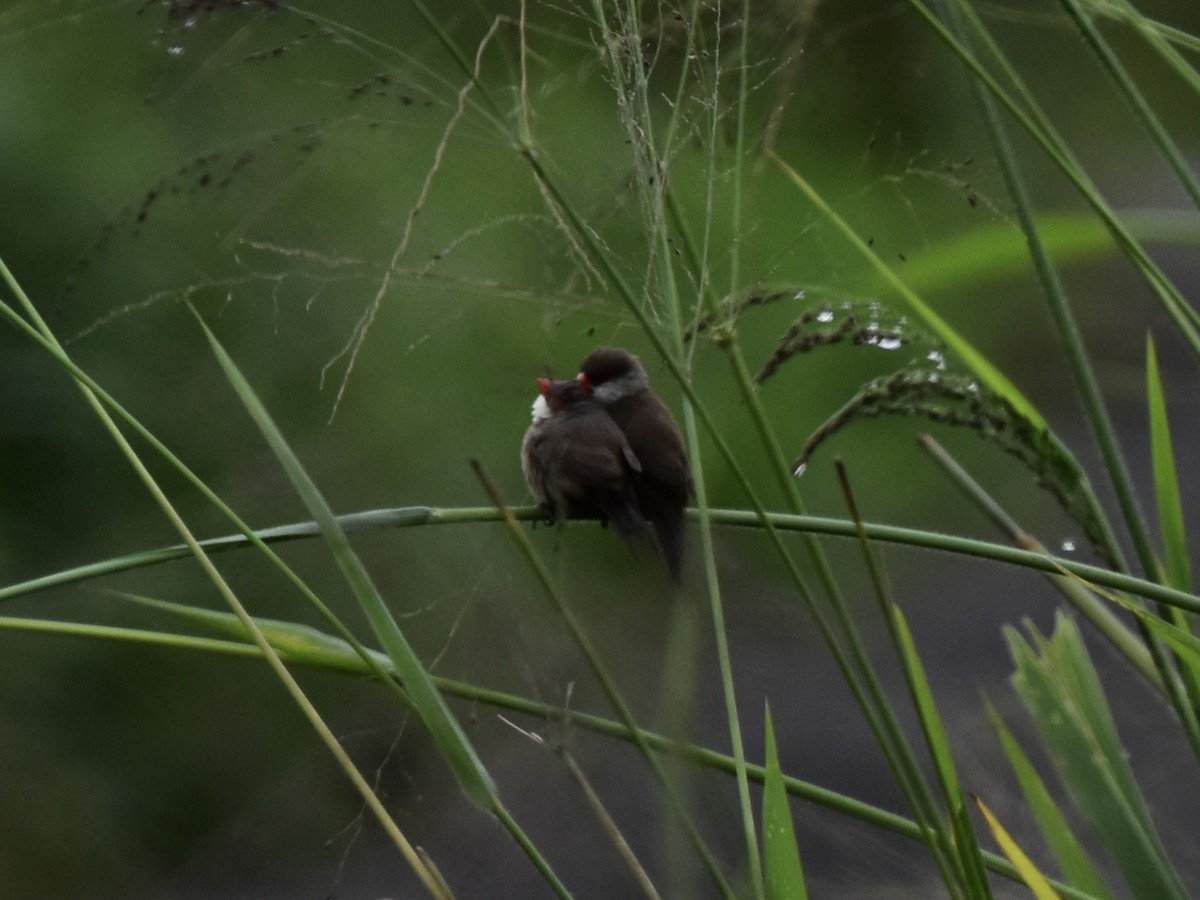 Common Waxbill - Shirley Bobier