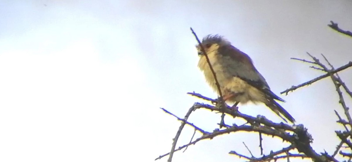 Pygmy Falcon - ML618558344