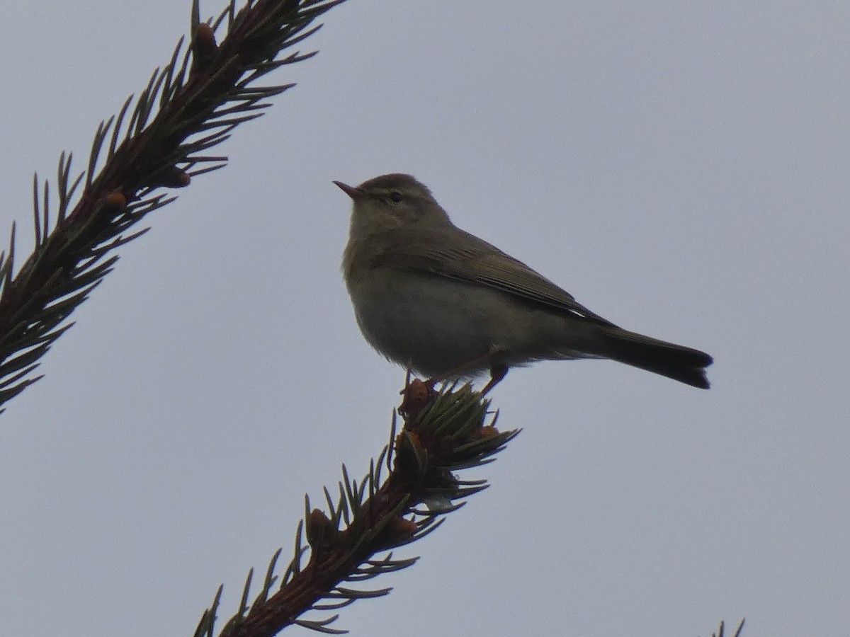 Willow Warbler - ML618558366