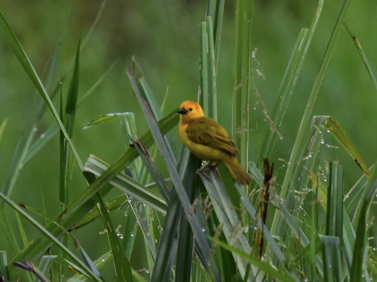 Taveta Golden-Weaver - Shirley Bobier