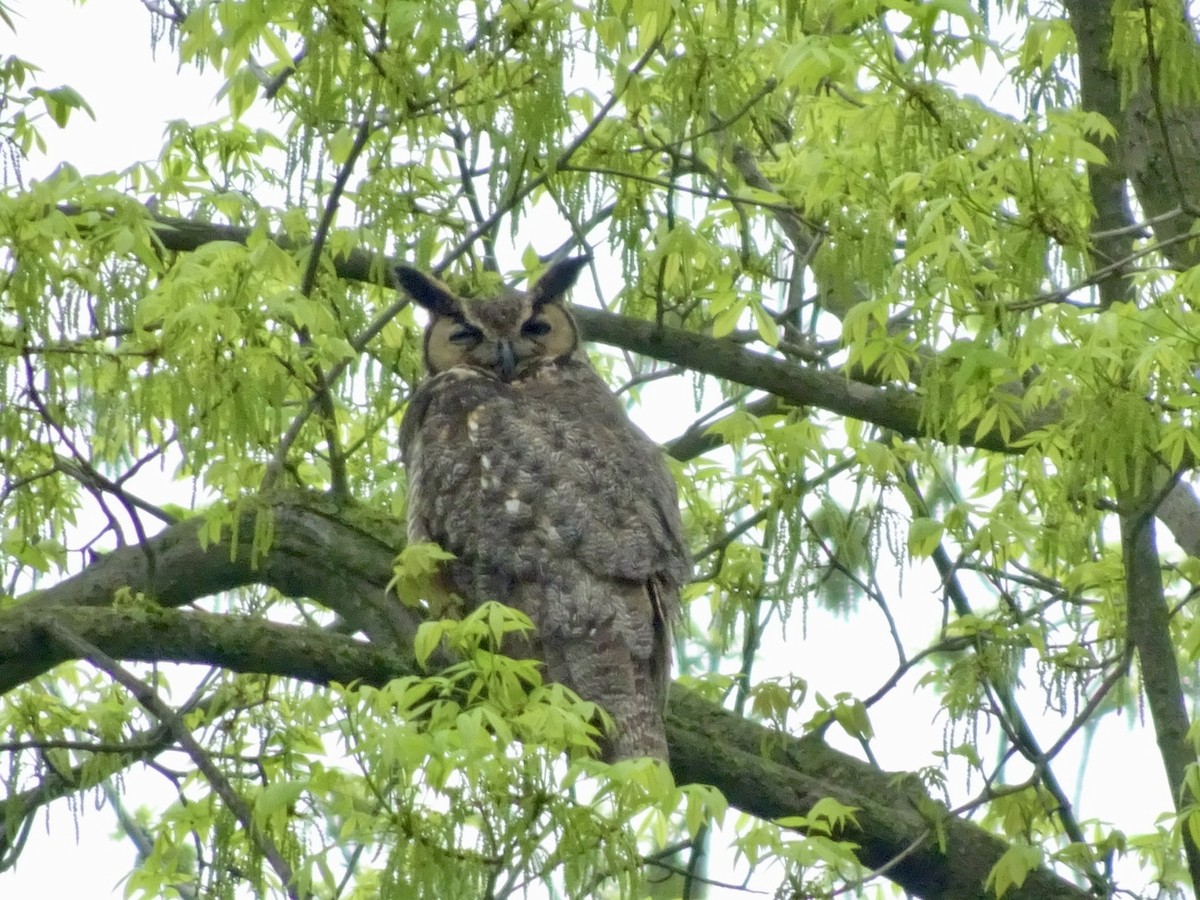 Great Horned Owl - ML618558420