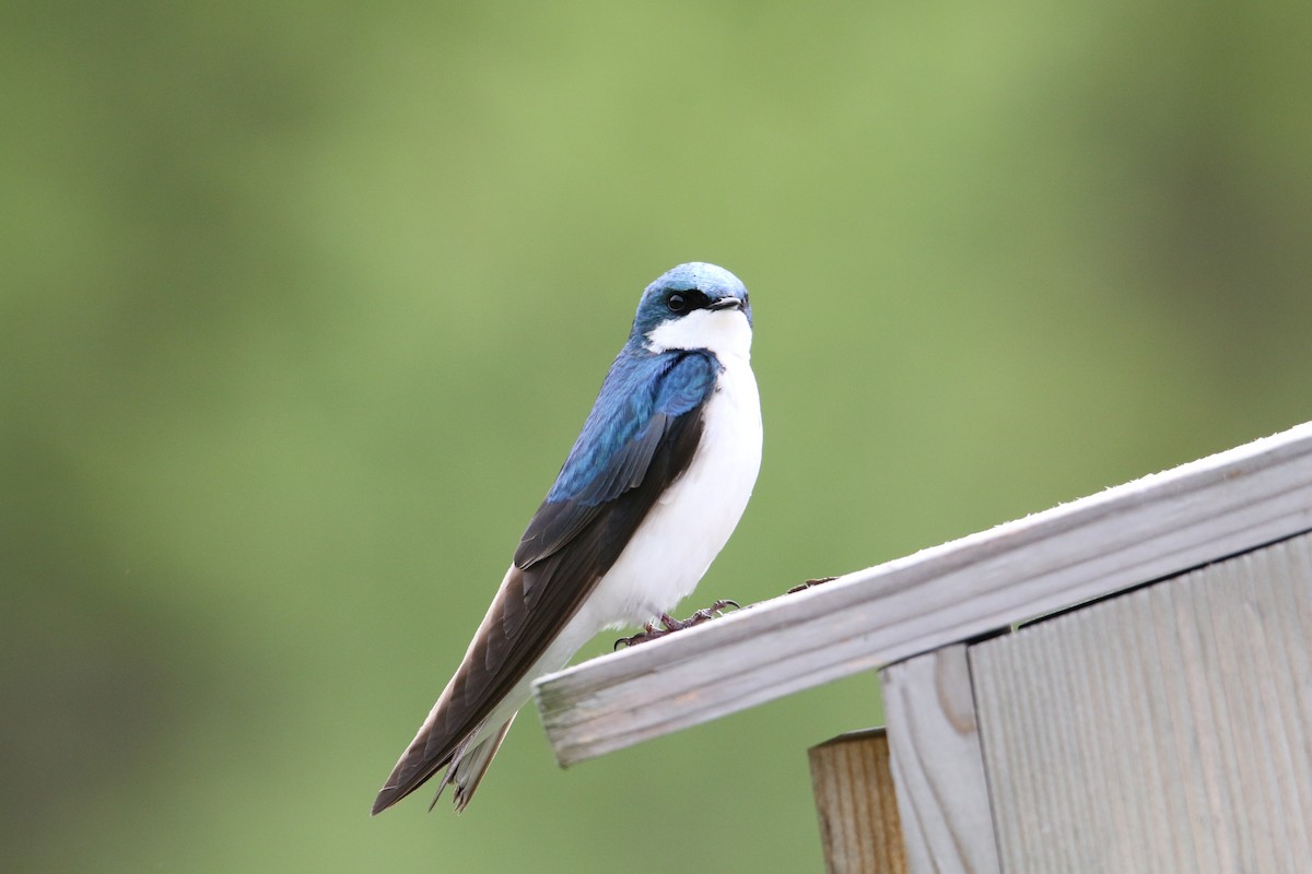 Tree Swallow - ML618558485