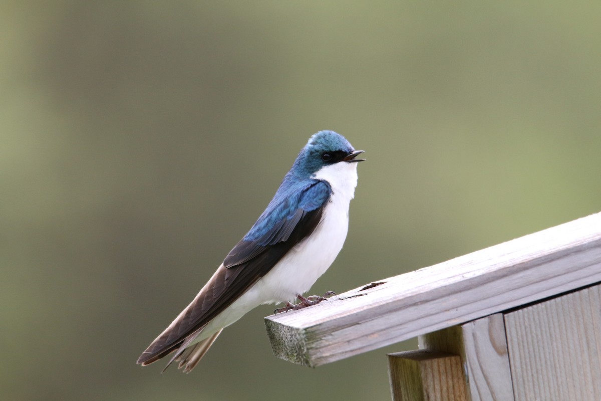 Tree Swallow - ML618558486