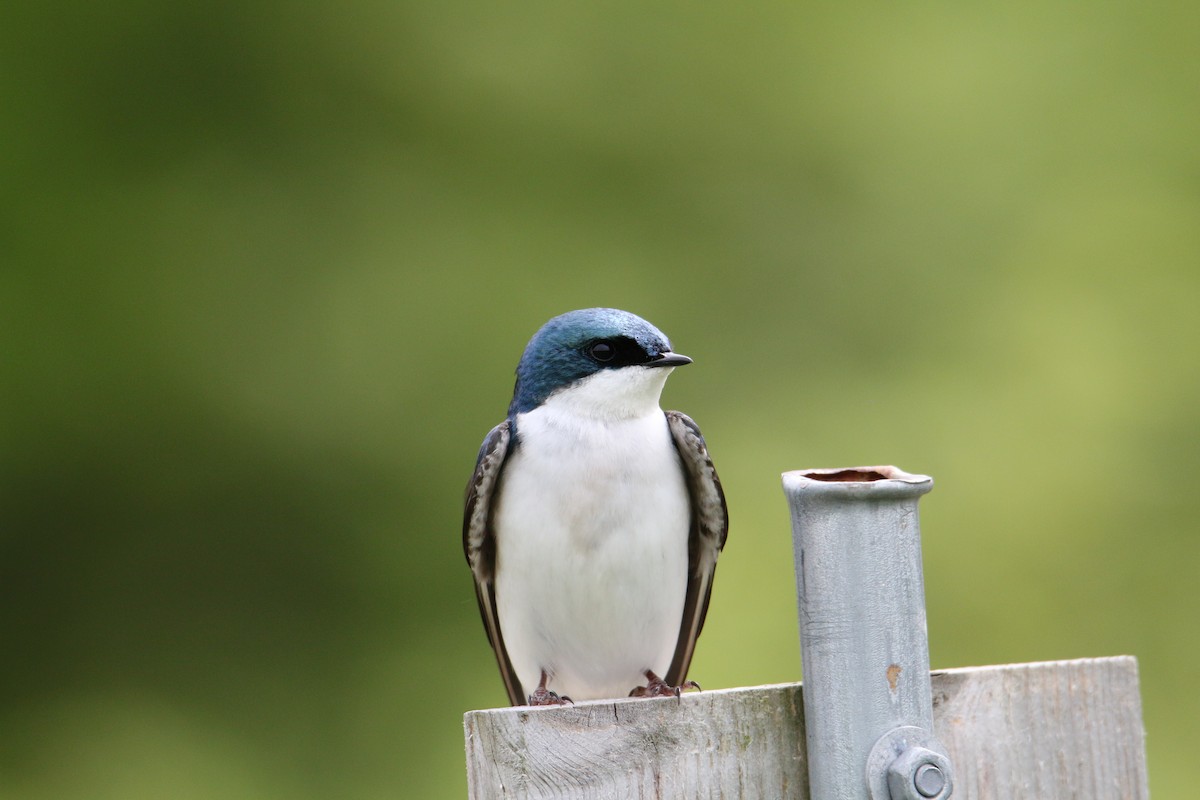 Tree Swallow - ML618558487