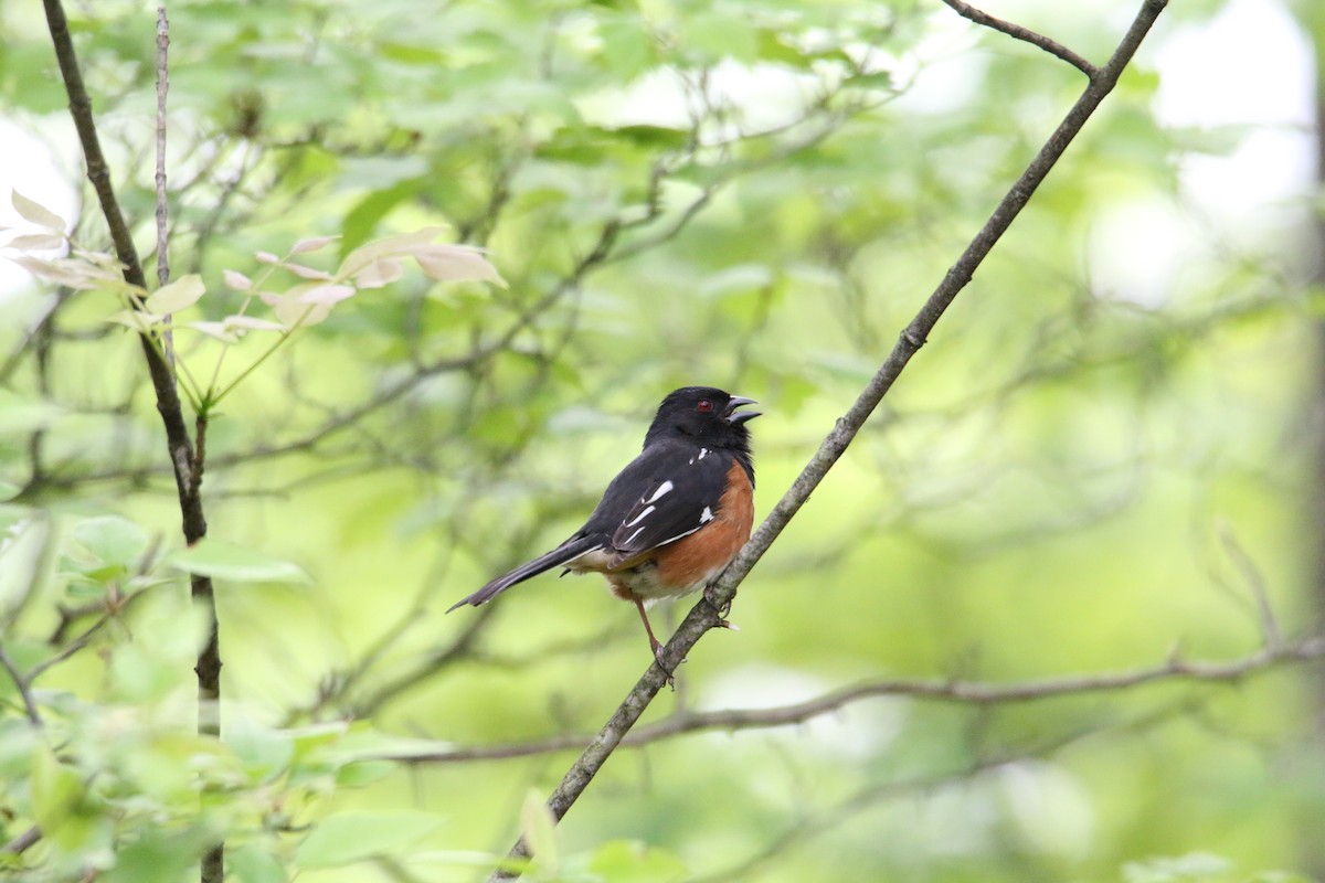 Eastern Towhee - ML618558505