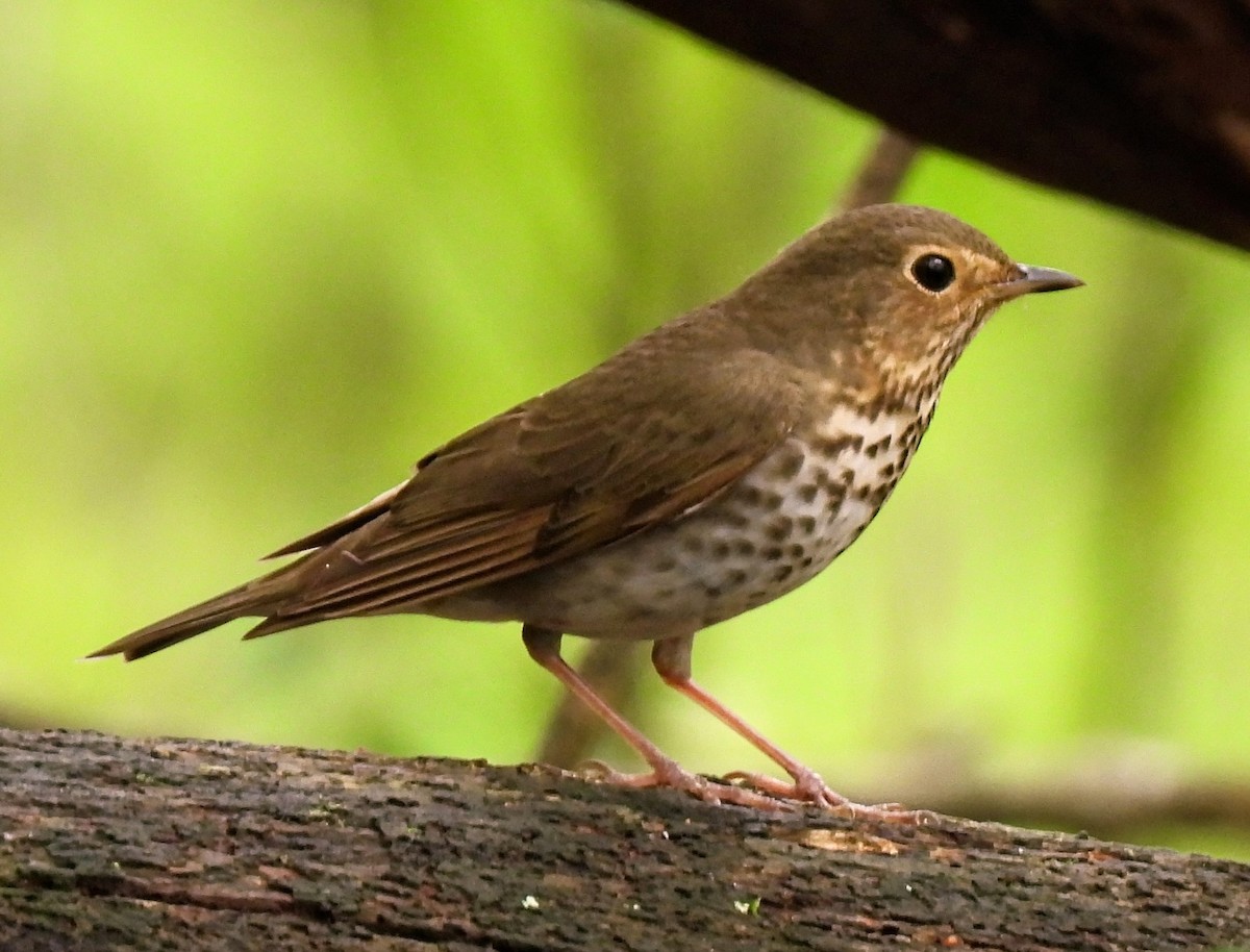 Swainson's Thrush - ML618558509