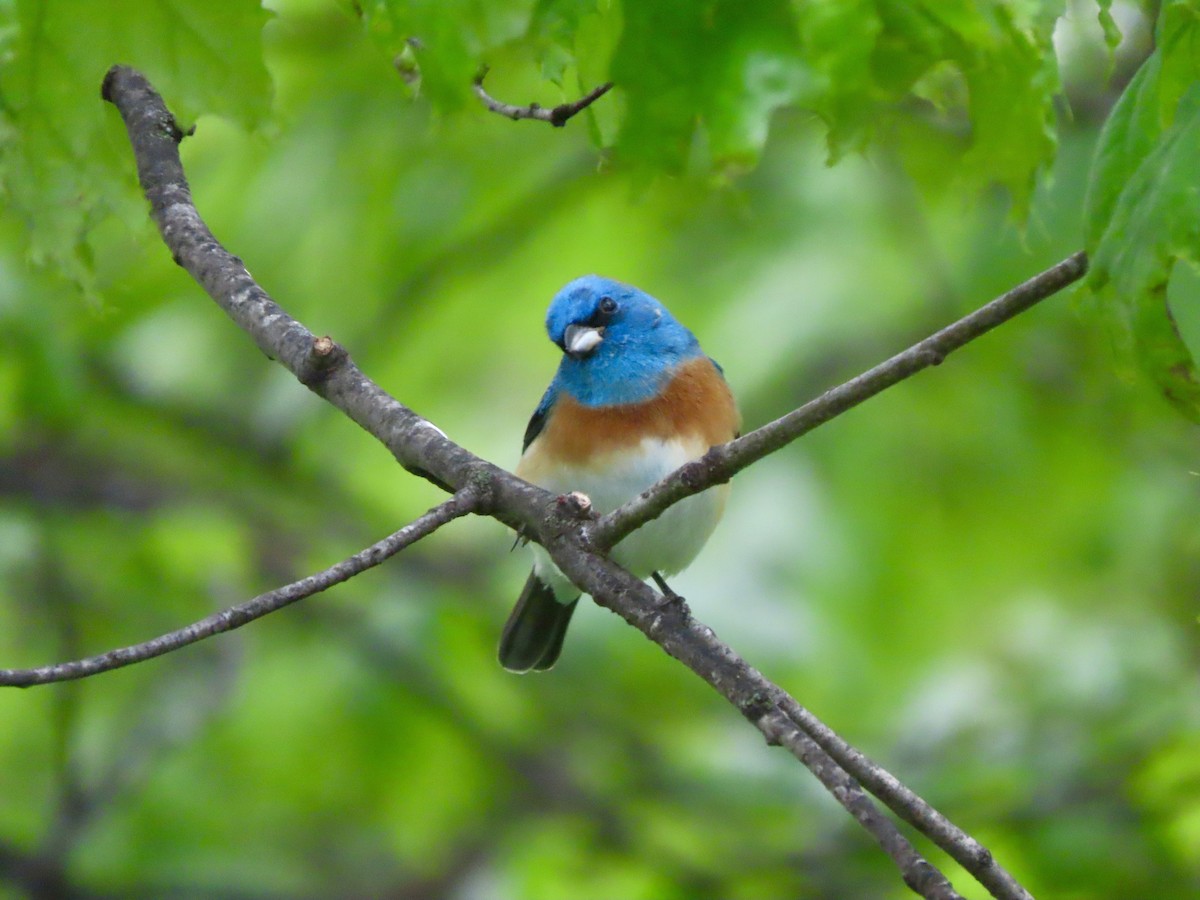 Lazuli Bunting - ML618558519