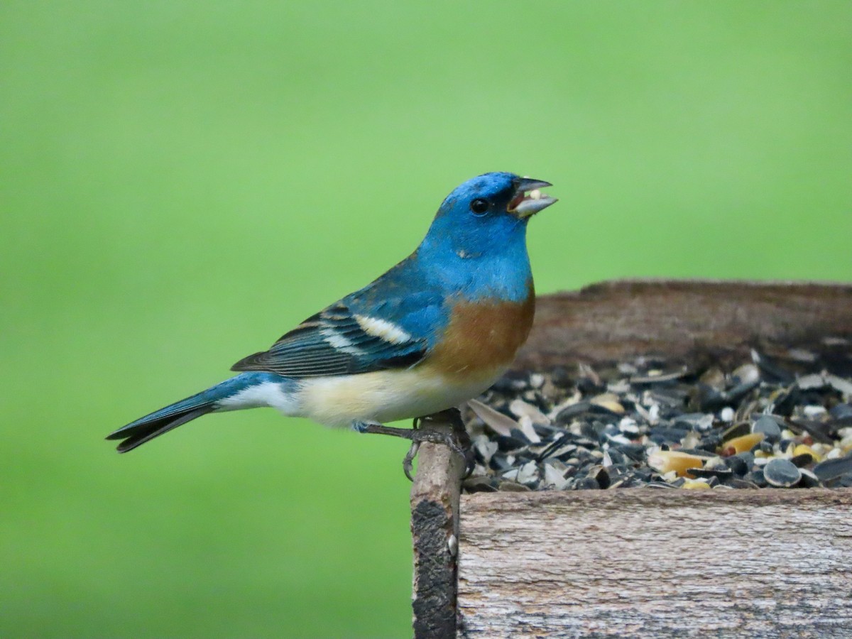 Lazuli Bunting - ML618558523