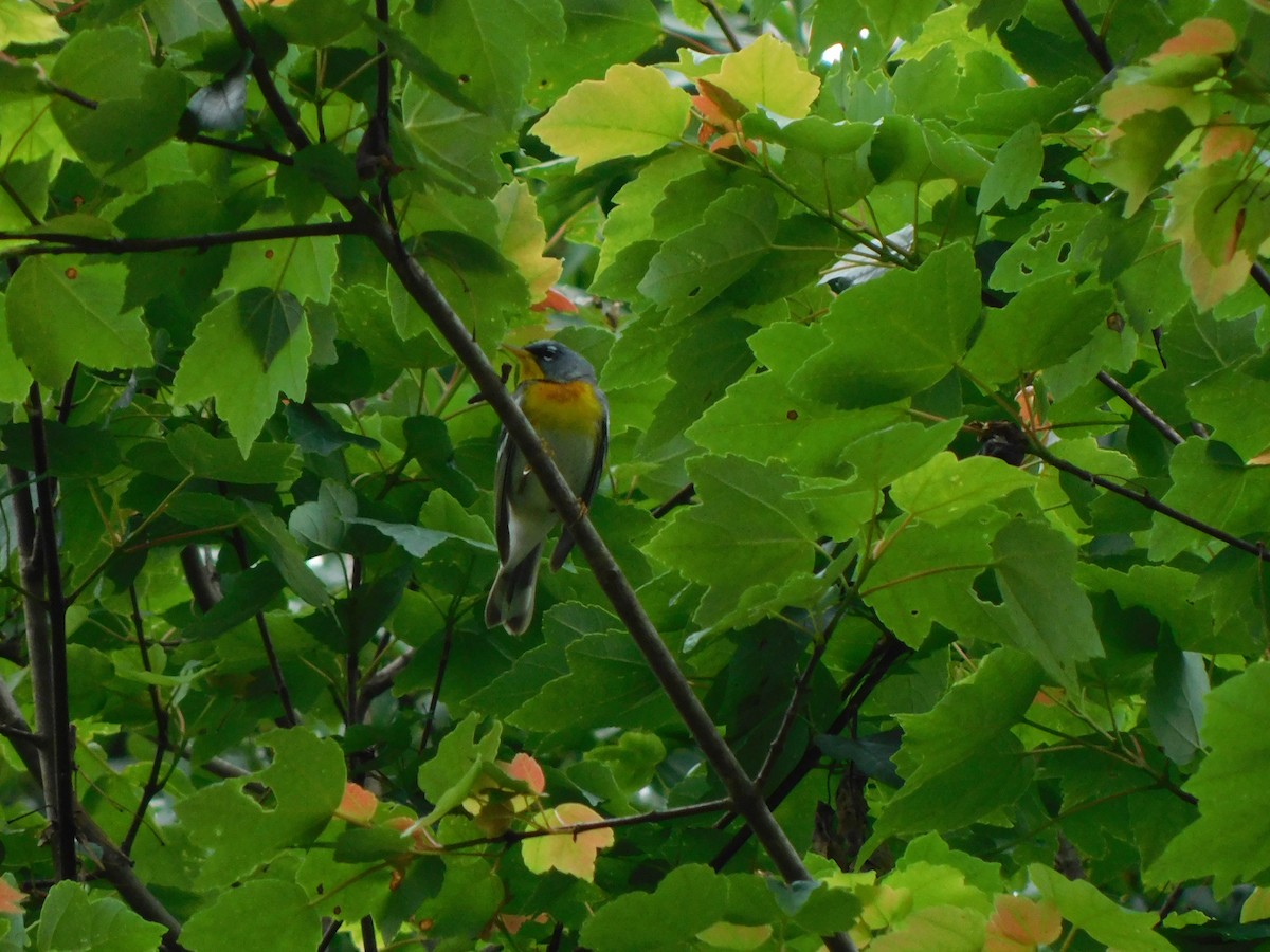 Northern Parula - ML618558554