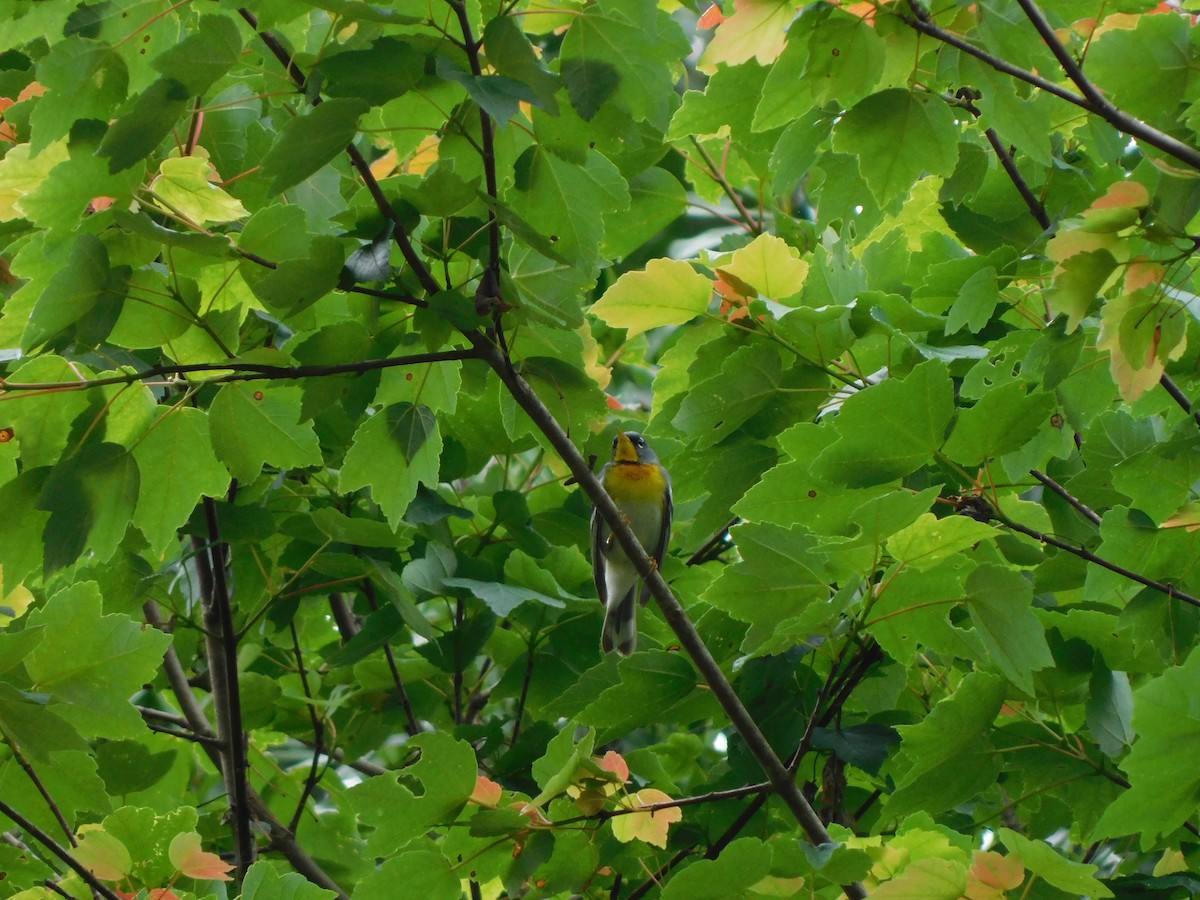 Northern Parula - Julian Monsalve