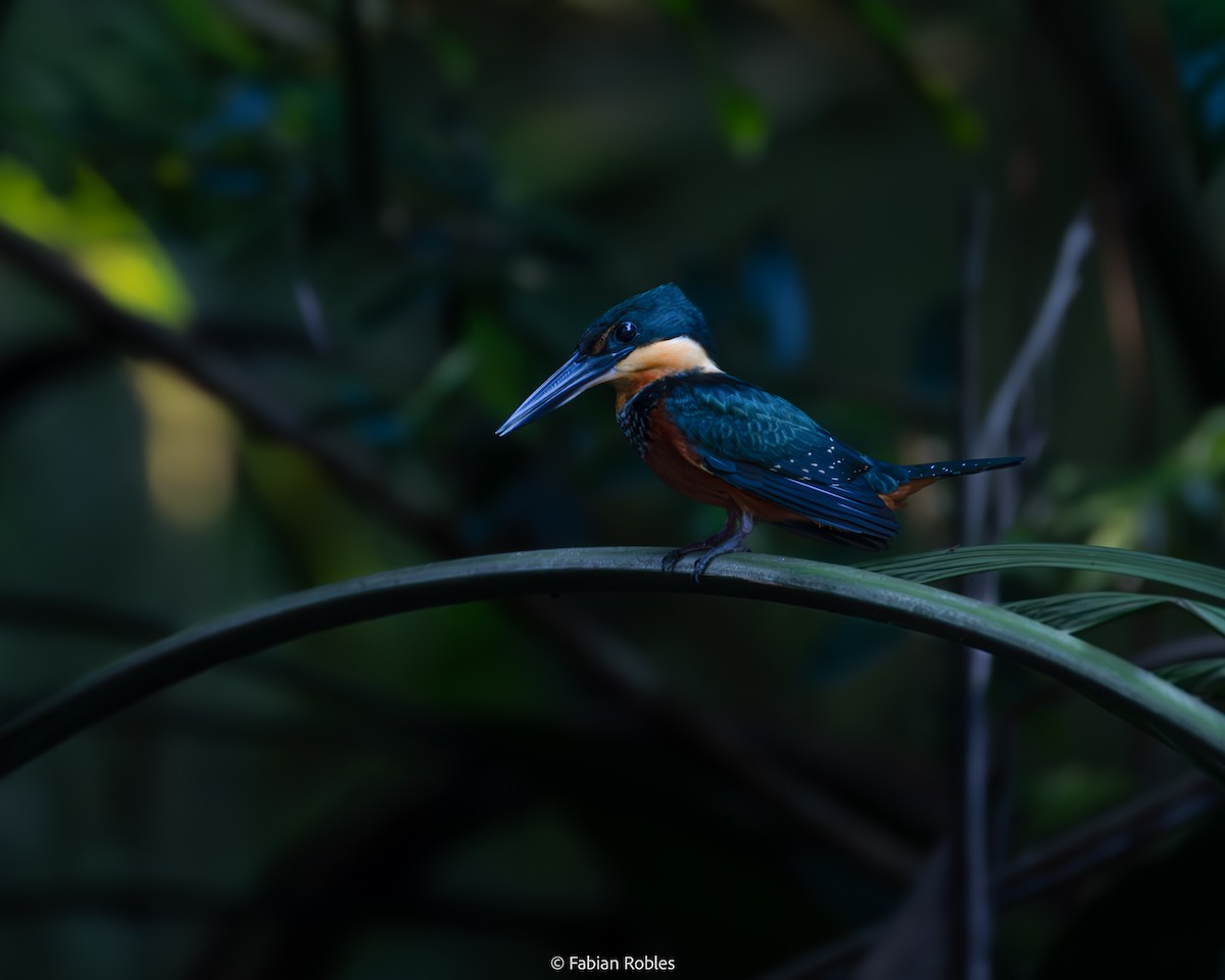 Green-and-rufous Kingfisher - FABIAN ROBLES
