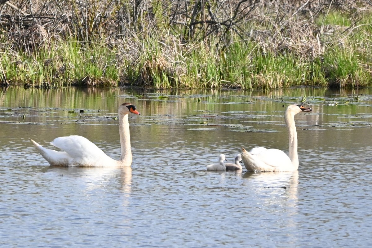 Mute Swan - ML618558591