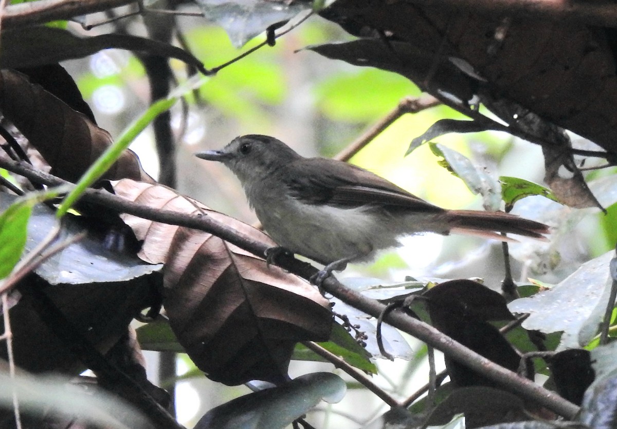 Sooty-capped Babbler - YM Liew