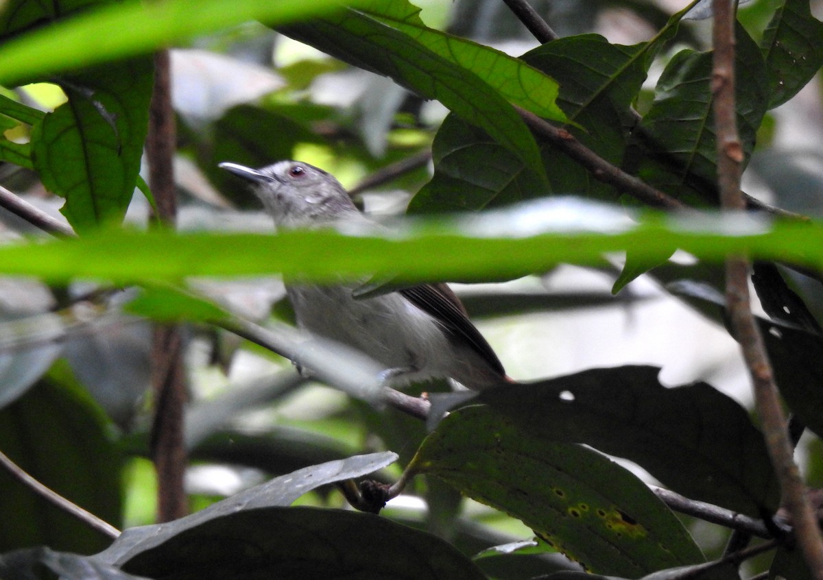 Sooty-capped Babbler - ML618558596