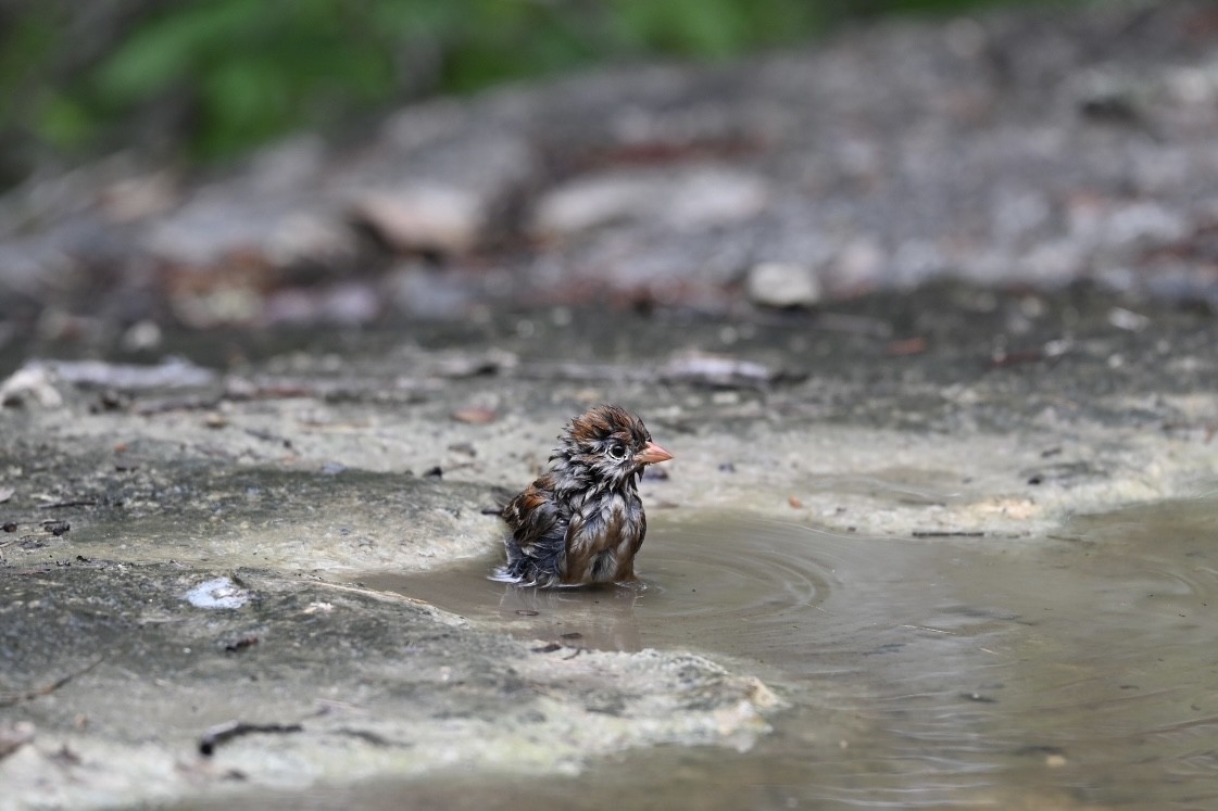 Field Sparrow - ML618558605