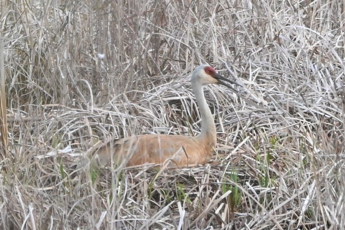 Sandhill Crane - ML618558609