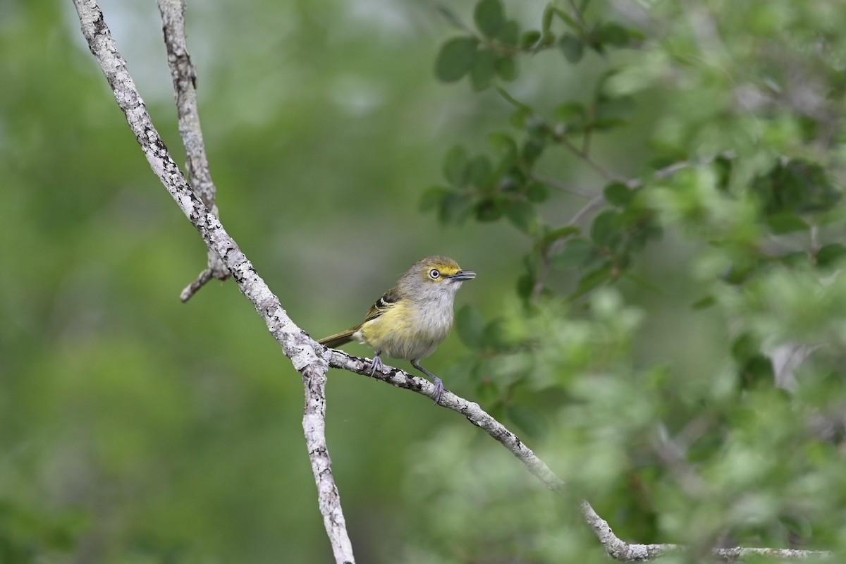 Ak Gözlü Vireo - ML618558617