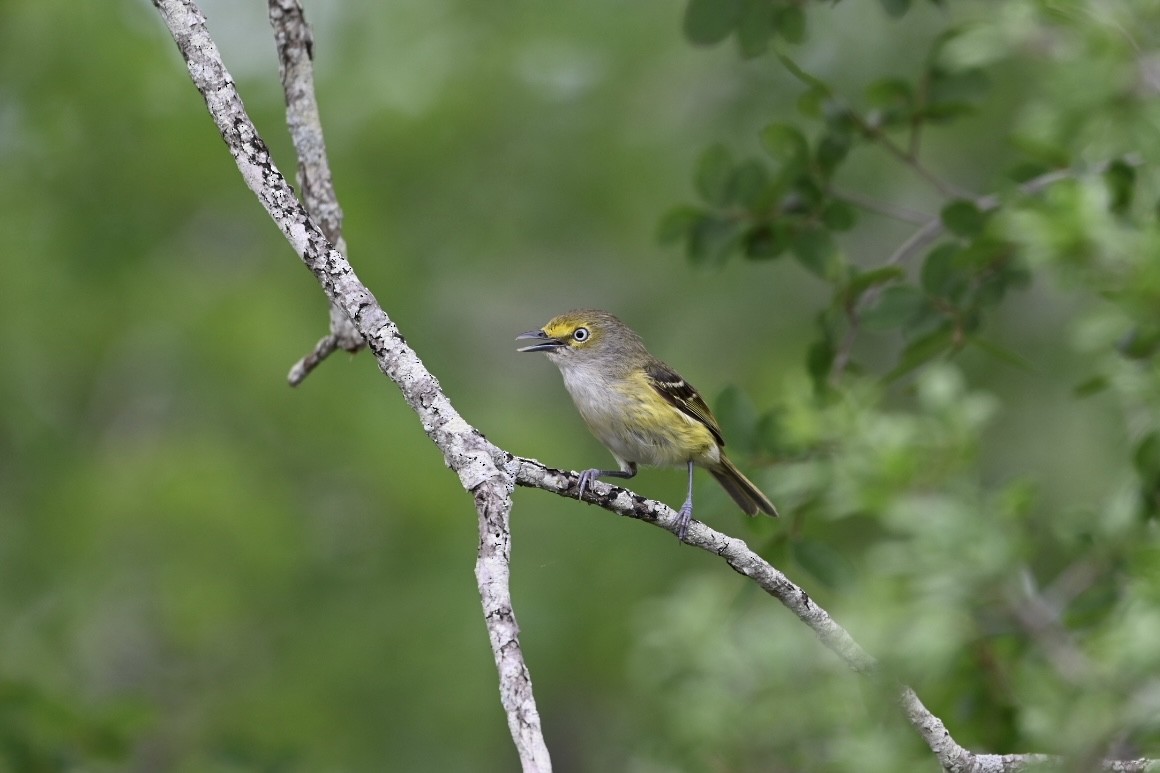 Ak Gözlü Vireo - ML618558619