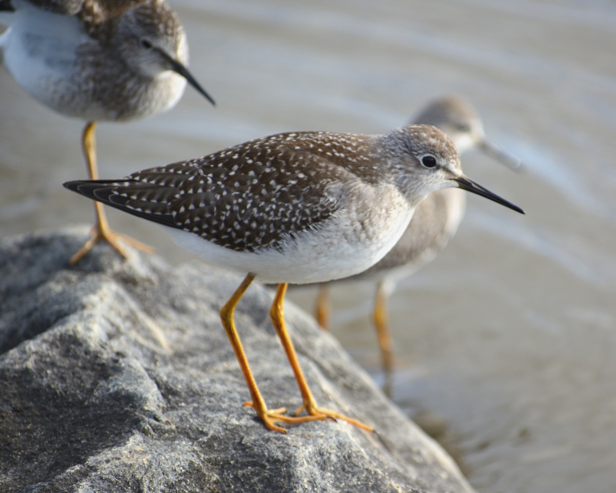 Lesser Yellowlegs - ML618558620