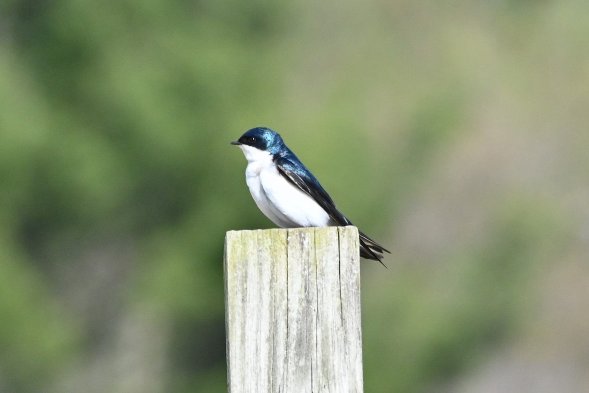 Tree Swallow - ML618558624