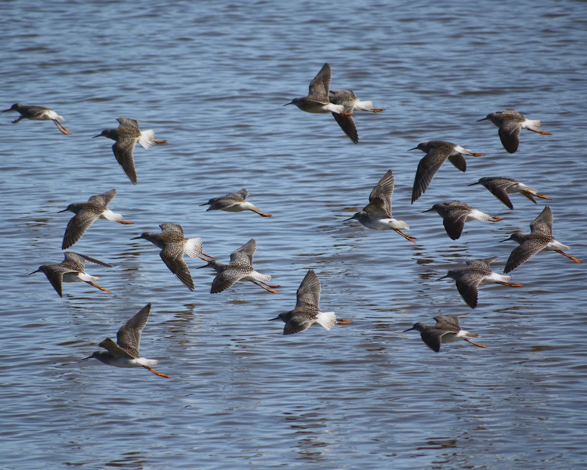 Greater Yellowlegs - ML618558629