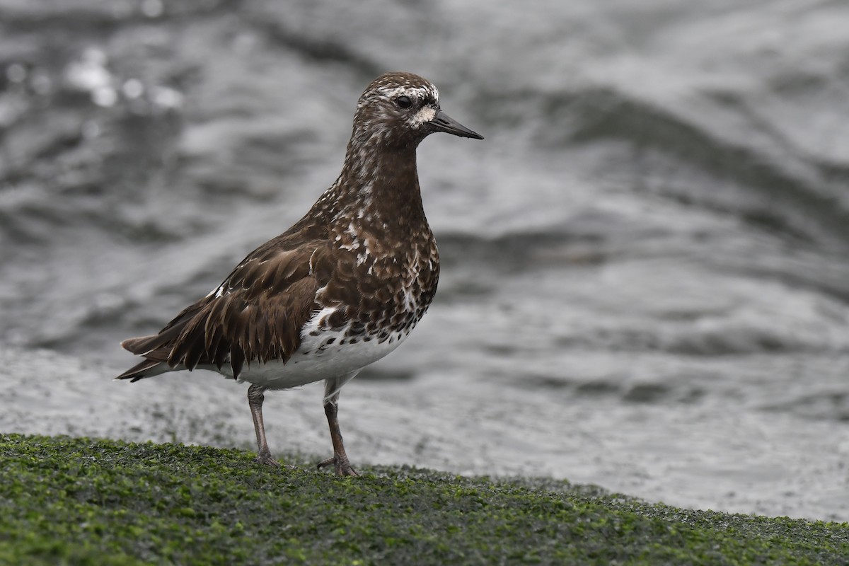 Black Turnstone - ML618558634