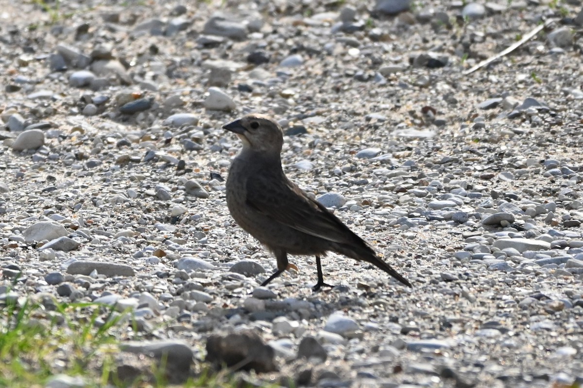 Brown-headed Cowbird - ML618558637