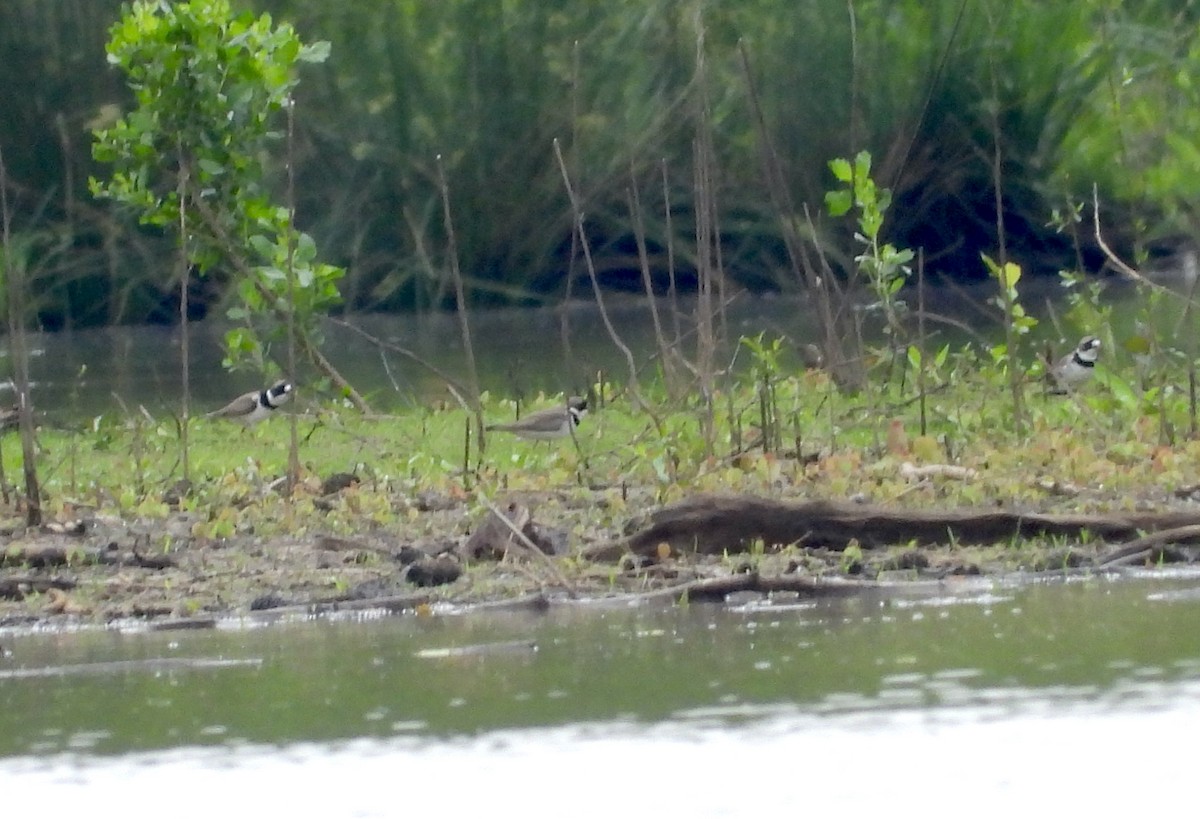 Semipalmated Plover - Patty McQuillan