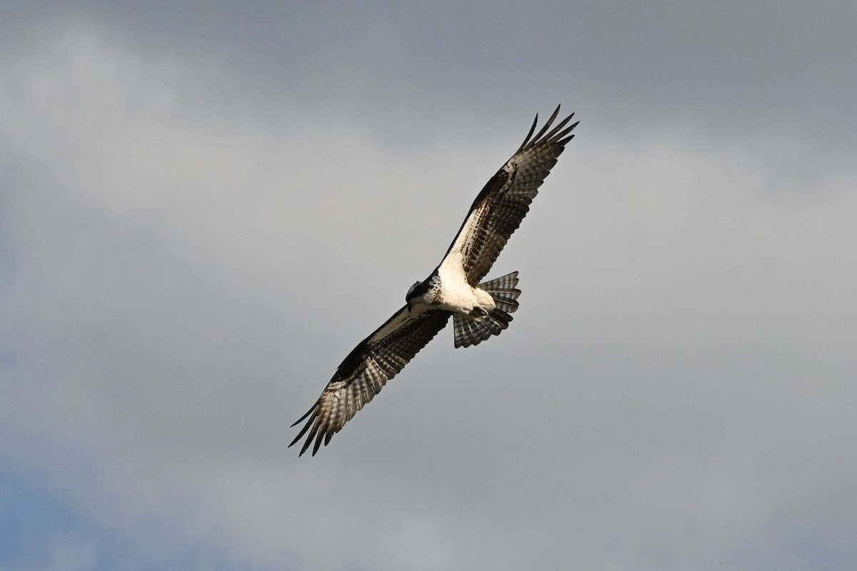 Osprey - ML618558683