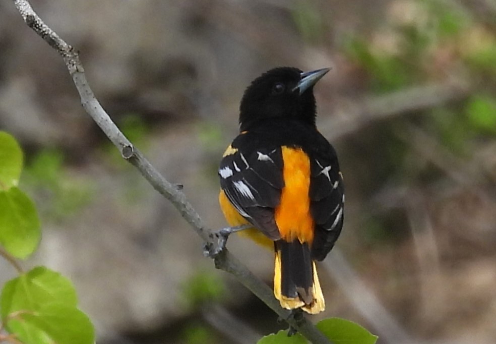 Baltimore Oriole - Joanne Muis Redwood