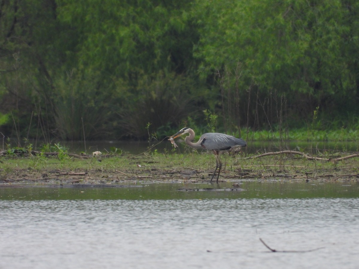 Great Blue Heron - ML618558710