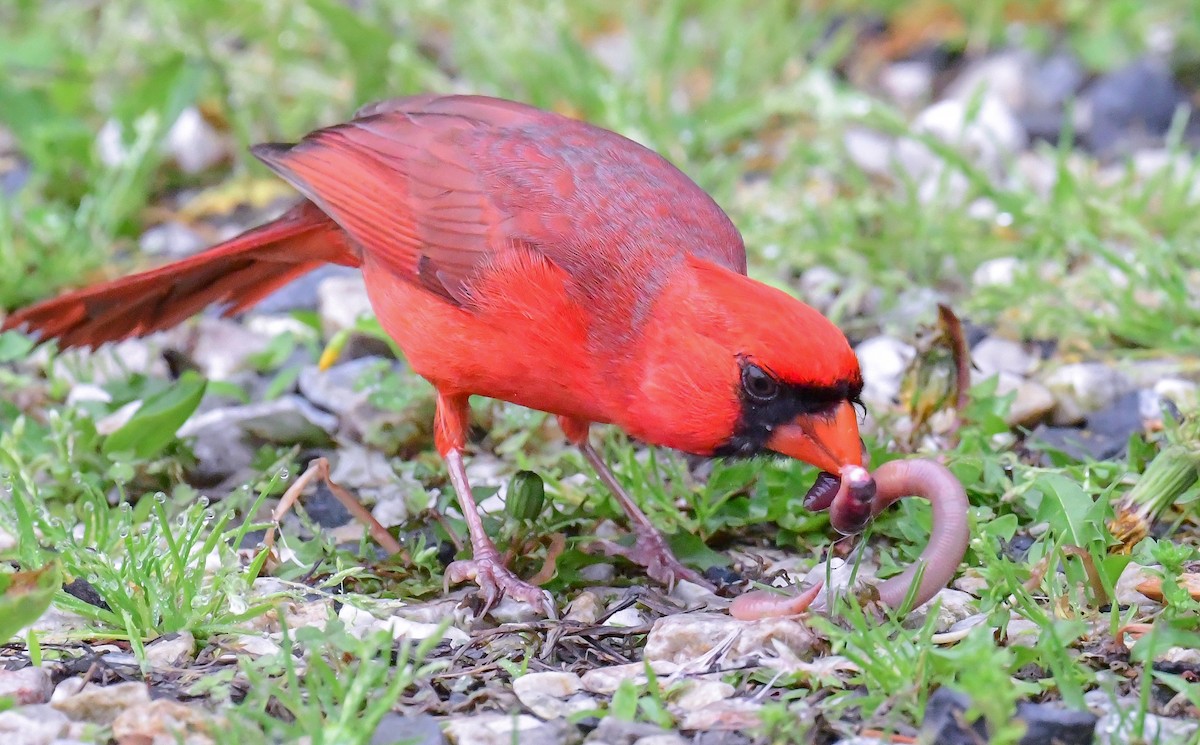 Northern Cardinal - ML618558720