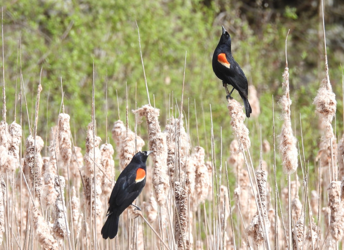 Red-winged Blackbird - ML618558734