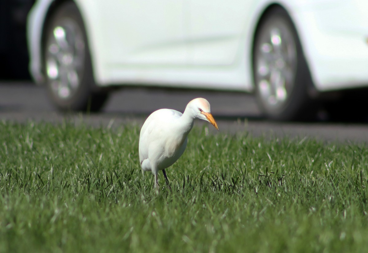 Western Cattle Egret - ML618558761