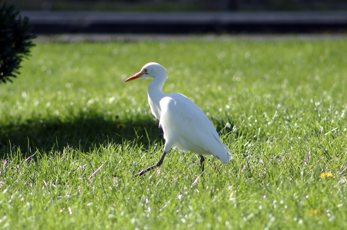 Western Cattle Egret - ML618558762