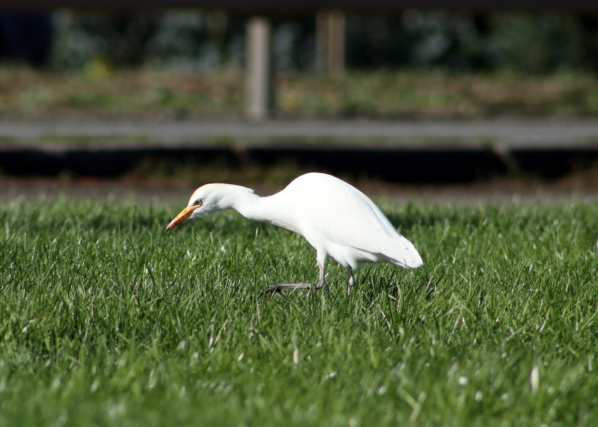 Western Cattle Egret - Patricio Camacho