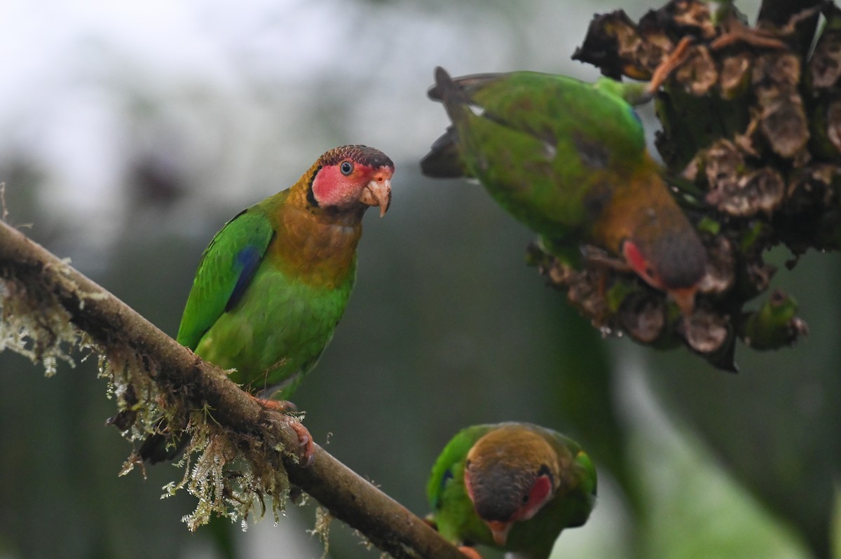 Rose-faced Parrot - ML618558769