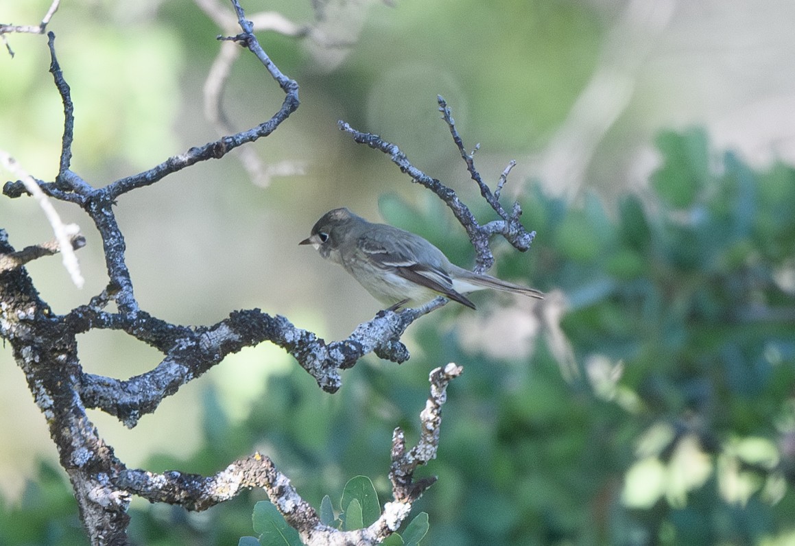 Hammond's Flycatcher - ML618558784