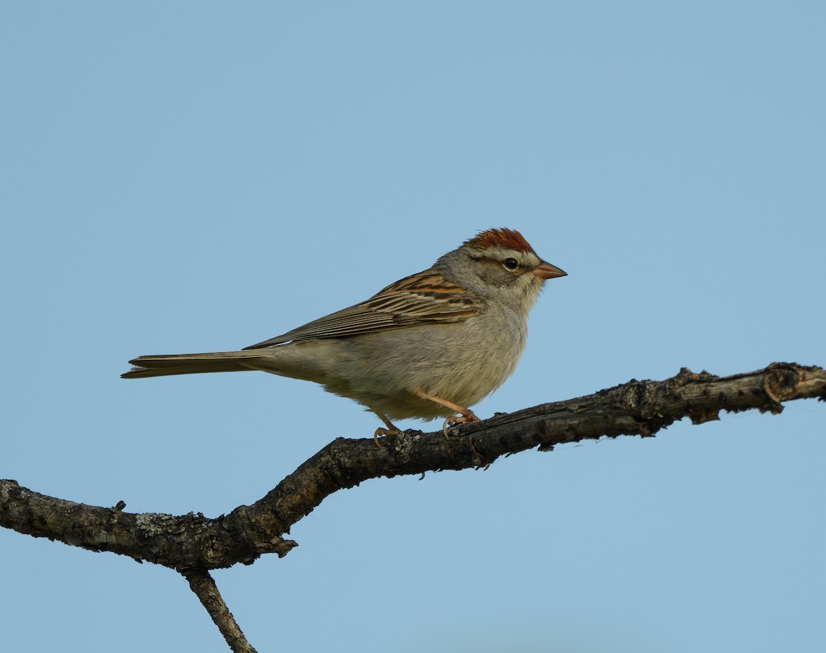 Chipping Sparrow - ML618558820