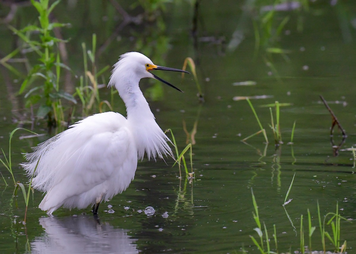 Snowy Egret - Bob Reiter