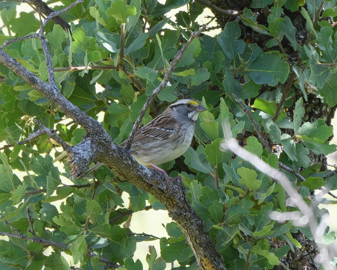 White-throated Sparrow - ML618558835