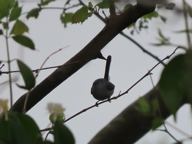 Blue-gray Gnatcatcher - Tracy The Birder