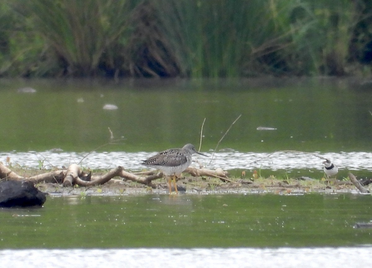 Greater Yellowlegs - ML618558868