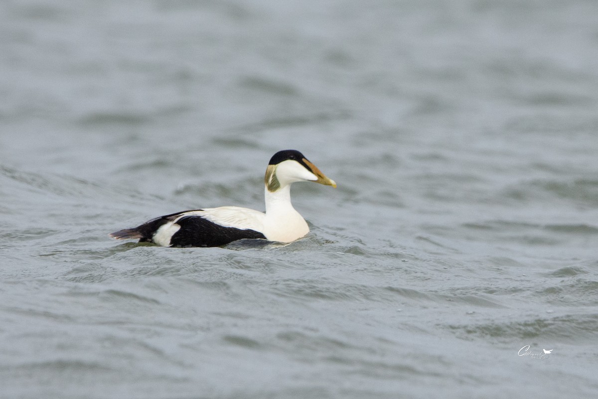 Common Eider - ML618558900