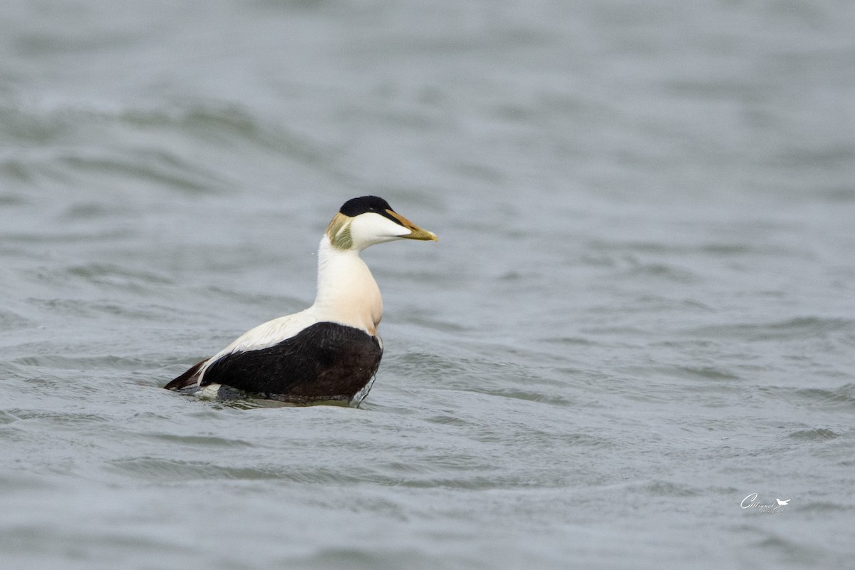 Common Eider - ML618558901