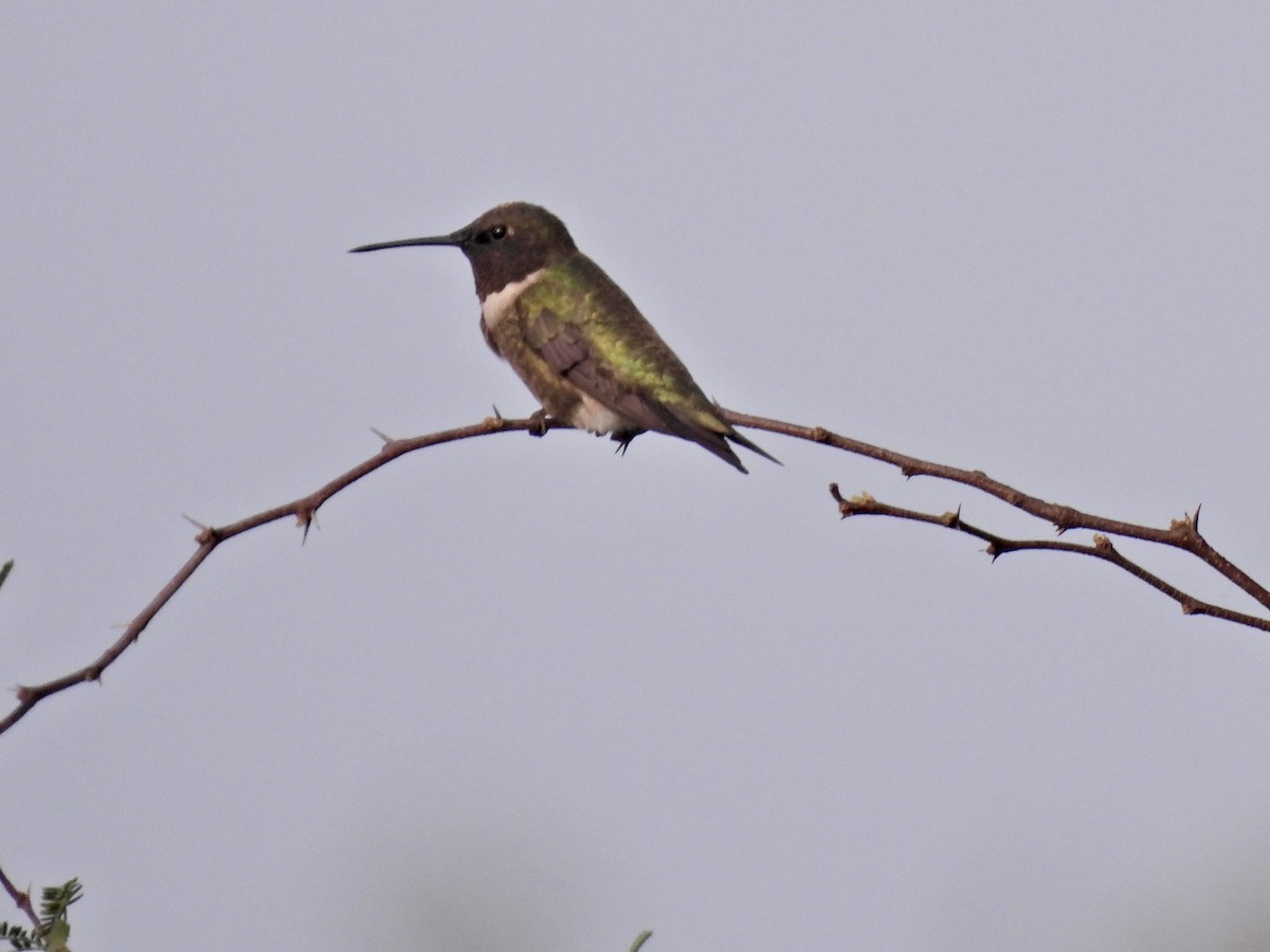 Colibri à gorge rubis - ML618558902