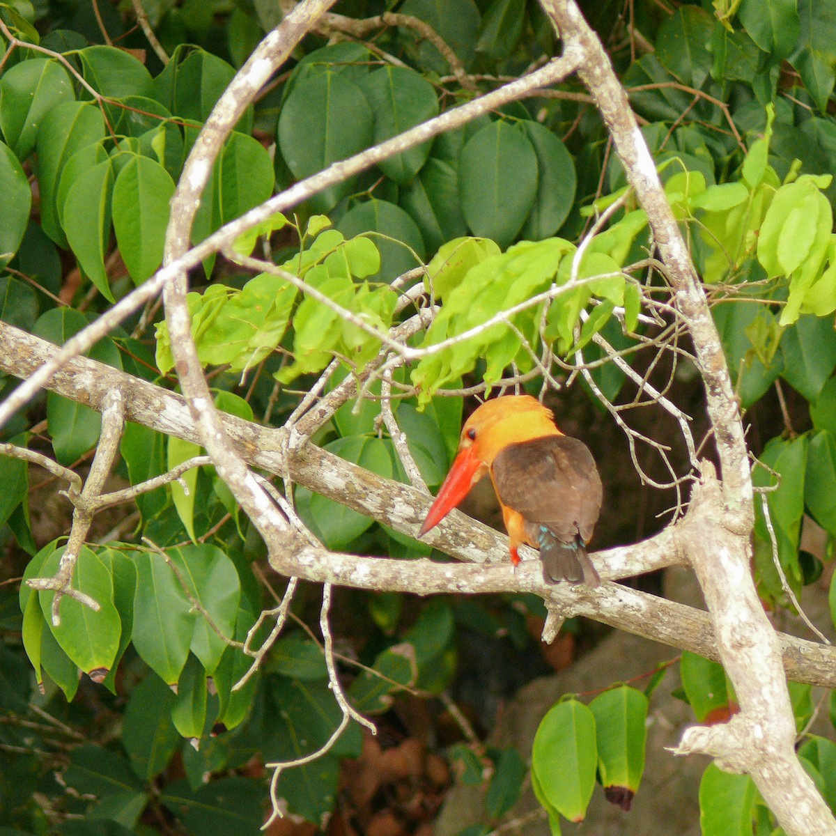 Brown-winged Kingfisher - ML618558906