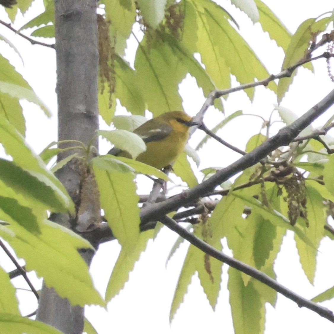 Blue-winged Warbler - ML618558944